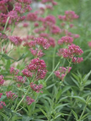 Centranthus ruber Red Valerian from Moose Crossing Garden Center
