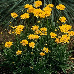 Coreopsis grandiflora 'Early Sunrise' Tickseed from Moose Crossing Garden Center
