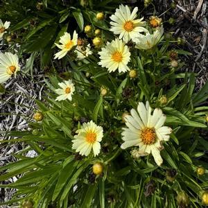 Coreopsis hybrid 'Uptick Cream' Tickseed from Moose Crossing Garden Center