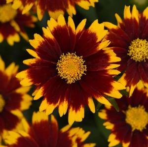 Coreopsis hybrid 'Uptick Red' Tickseed from Moose Crossing Garden Center