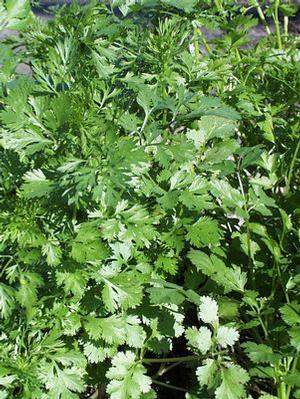 Cilantro 'Santo' Cilantro from Moose Crossing Garden Center