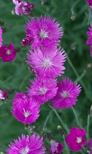 Dianthus gratianopolitanus 'Firewitch' Pinks-Cheddar from Moose Crossing Garden Center