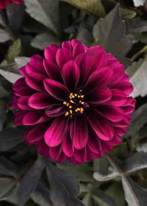 Dahlia 'Purple' Dahlia from Moose Crossing Garden Center