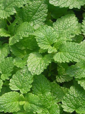 Mentha spicata Spearmint from Moose Crossing Garden Center