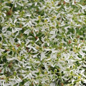 Euphorbia hypericifolia 'White' Euphorbia from Moose Crossing Garden Center