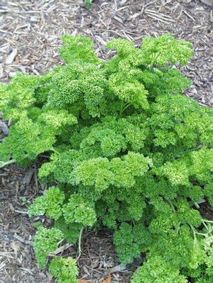 Petroselinum camaria 'Triple Curled' Parsley-Curled from Moose Crossing Garden Center