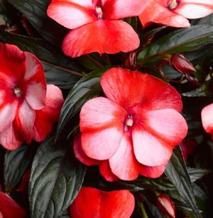 Impatiens hawkeri 'Sweet Red' New Guinea impatiens from Moose Crossing Garden Center