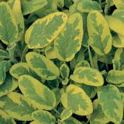 Salvia officinalis 'Aurea' Golden Sage from Moose Crossing Garden Center