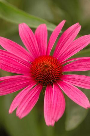 Echinacea purpurea 'Ruby Star' Coneflower from Moose Crossing Garden Center
