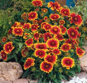 Gaillardia aristata 'Arizona Sun' Blanket Flower from Moose Crossing Garden Center