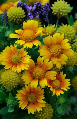 Gaillardia aristata 'Arizona Apricot' Blanket Flower from Moose Crossing Garden Center
