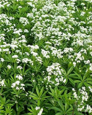 Galium odoratum Sweet Woodruff from Moose Crossing Garden Center
