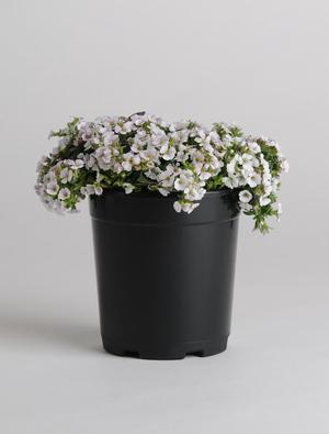 Gypsophila cerastioides 'Pixie Splash' Baby's Breath from Moose Crossing Garden Center