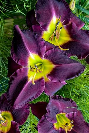 Hemerocallis hybrid 'Bela Lugosi' Daylily from Moose Crossing Garden Center