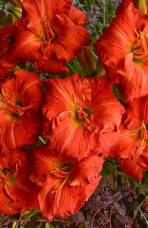 Hemerocallis hybrid 'Desert Flame' Daylily from Moose Crossing Garden Center