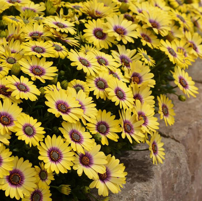 Osteospermum 'Blue Eyed Beauty' African Daisy from Moose Crossing Garden Center
