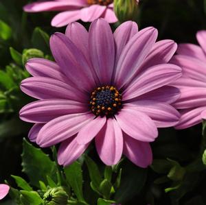 Osteospermum 'Serenity Pink' African Daisy from Moose Crossing Garden Center