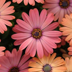 Osteospermum 'Serenity Rose Magic' African Daisy from Moose Crossing Garden Center