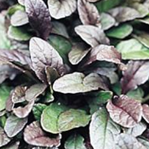Ajuga reptans 'Bronze Beauty' Bugleweed from Moose Crossing Garden Center