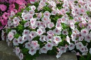 Petunia 'ColorRush Pink Vein' Petunia from Moose Crossing Garden Center