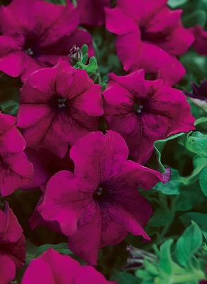 Petunia 'Surfinia Magenta' Petunia from Moose Crossing Garden Center