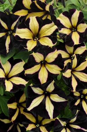 Petunia 'SlingShot Phantom' Petunia from Moose Crossing Garden Center