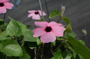 Thunbergia alata 'Sunny Rose Sensation' Black-eyed Susan Vine from Moose Crossing Garden Center
