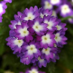 Verbena peruviana 'Firehouse Violet Wink' Verbena from Moose Crossing Garden Center