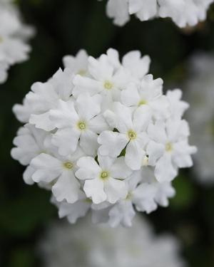 Verbena peruviana 'Firehouse White' Verbena from Moose Crossing Garden Center