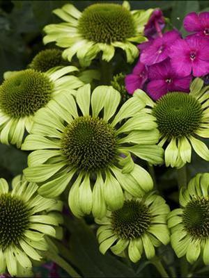 Echinacea purpurea 'Green Jewel' Coneflower from Moose Crossing Garden Center