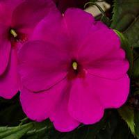 Impatiens hybrid 'Compact Purple' Sunpatiens from Moose Crossing Garden Center