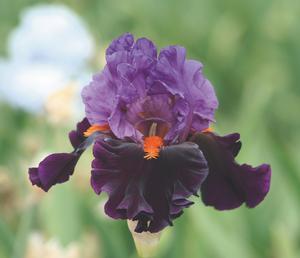 Iris germanica 'Sharp Dressed Man' German Iris from Moose Crossing Garden Center