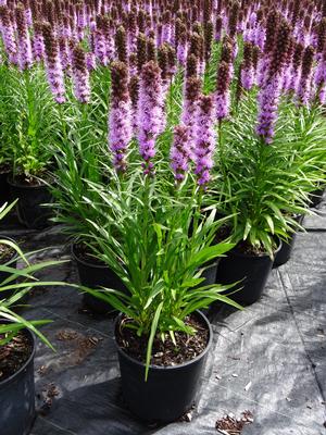 Liatris spicata 'Kobold' Blazing Star from Moose Crossing Garden Center
