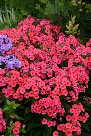 Phlox paniculata 'Flame Coral' Dwarf Garden Phlox from Moose Crossing Garden Center