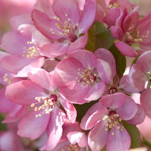 Malus hybrid 'Thunderchild' Flowering Crabapple from Moose Crossing Garden Center