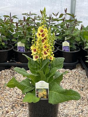 Verbascum 'Dark Eyes' Mullein from Moose Crossing Garden Center