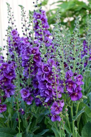 Verbascum 'Plum Smokey' Mullein from Moose Crossing Garden Center