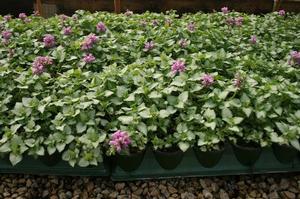 Lamium maculatum 'Red Nancy' Dead Nettle from Moose Crossing Garden Center