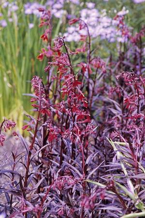 Lobelia fulgens 'Queen Victoria' Lobelia from Moose Crossing Garden Center