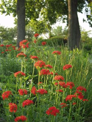 Lychnis chalcedonica Maltese Cross from Moose Crossing Garden Center