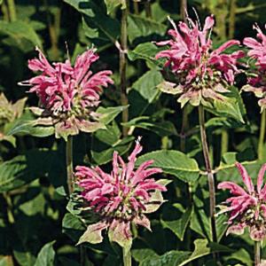 Monarda didyma 'Marshall's Delight' Bee Balm from Moose Crossing Garden Center