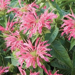 Monarda didyma 'Coral Reef' Bee Balm from Moose Crossing Garden Center