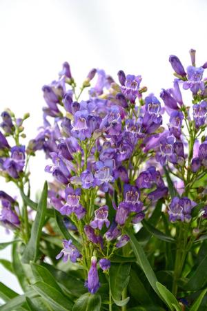 Penstemon 'Rock Candy Blue' Penstemon from Moose Crossing Garden Center