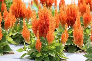 Celosia plumosa 'Flamma Orange' Cockscomb from Moose Crossing Garden Center
