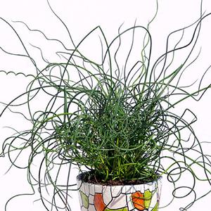 Juncus effusus 'Spiralis' Corkscrew Rush from Moose Crossing Garden Center