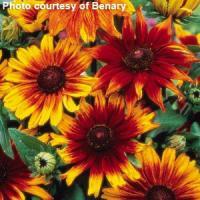 Rudbeckia hirta 'Autumn Colors' Black-Eyed Susan from Moose Crossing Garden Center