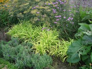 Milium effusum Golden Millet Grass from Moose Crossing Garden Center