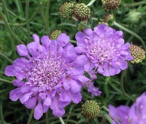 Scabiosa columbaria 'Butterfly Blue' Pincushion Flower from Moose Crossing Garden Center