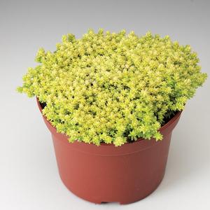 Sedum 'Aureum(Acre)' Stonecrop from Moose Crossing Garden Center