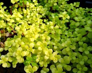 Sedum 'Ogon' Stonecrop from Moose Crossing Garden Center